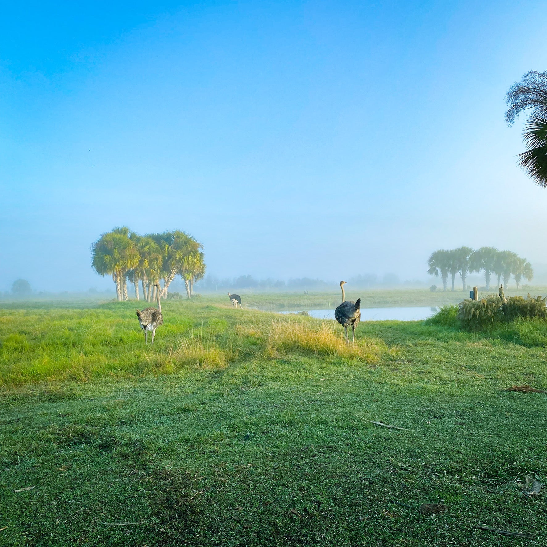 Know Your Food Briardale Ostrich Farm Briardale Ostrich Farms