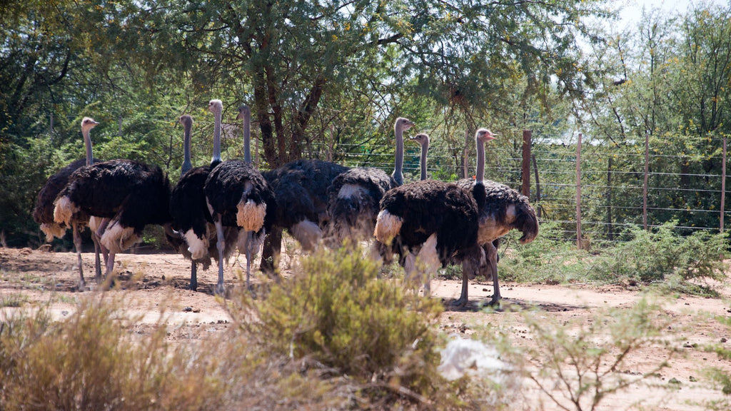 Why Ostrich Farming Is Highly Sustainable Briardale Ostrich Farms