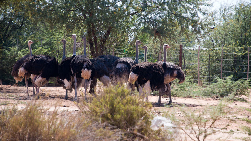 Why Ostrich Farming Is Highly Sustainable