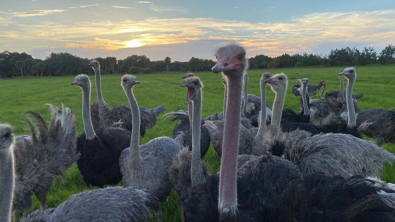 Why Do We Farm Ostriches?