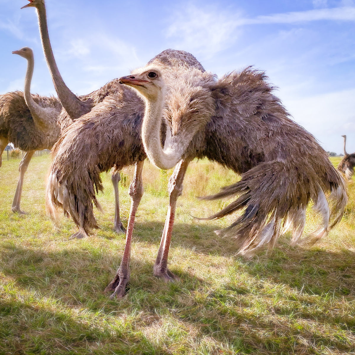 USA Farm Raised Ostrich